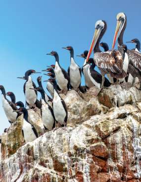 pelicans-and-cormorants-2021-08-26-22-29-39-utc